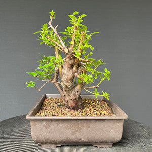 Bonsai Schlehe / Prunus spinosa