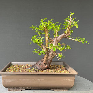 Bonsai Schlehe / Prunus spinosa