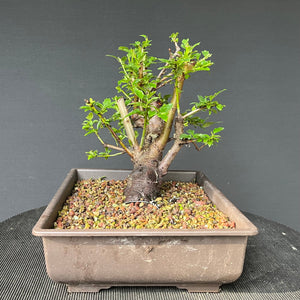 Bonsai Schlehe / Prunus spinosa