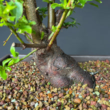 Lade das Bild in den Galerie-Viewer, Bonsai Schlehe / Prunus spinosa
