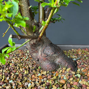 Bonsai Schlehe / Prunus spinosa