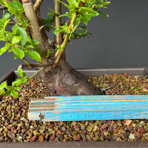 Bonsai Schlehe / Prunus spinosa