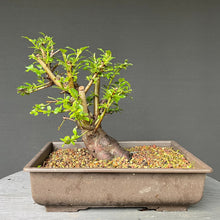 Lade das Bild in den Galerie-Viewer, Bonsai Schlehe / Prunus spinosa
