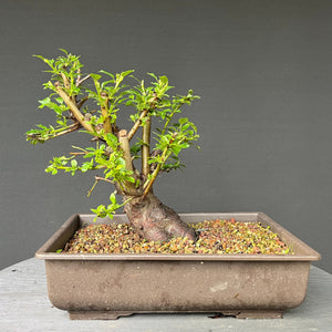 Bonsai Schlehe / Prunus spinosa