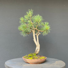 Lade das Bild in den Galerie-Viewer, Bonsai Waldkiefer / Pinus sylvestris
