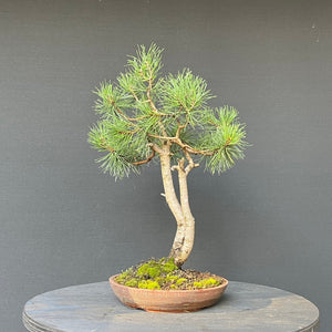 Bonsai Waldkiefer / Pinus sylvestris