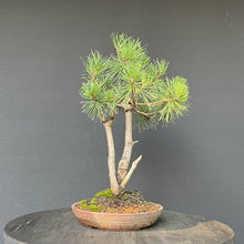 Lade das Bild in den Galerie-Viewer, Bonsai Waldkiefer / Pinus sylvestris
