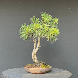 Bonsai Waldkiefer / Pinus sylvestris