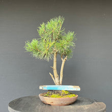 Lade das Bild in den Galerie-Viewer, Bonsai Waldkiefer / Pinus sylvestris
