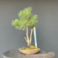 Lade das Bild in den Galerie-Viewer, Bonsai Waldkiefer / Pinus sylvestris
