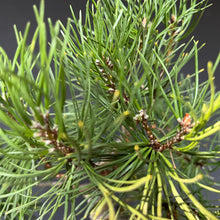 Lade das Bild in den Galerie-Viewer, Bonsai Waldkiefer / Pinus sylvestris
