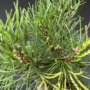 Bonsai Waldkiefer / Pinus sylvestris