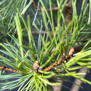 Bonsai Waldkiefer / Pinus sylvestris