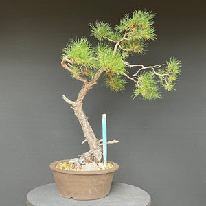 Bonsai Waldkiefer / Pinus sylvestris