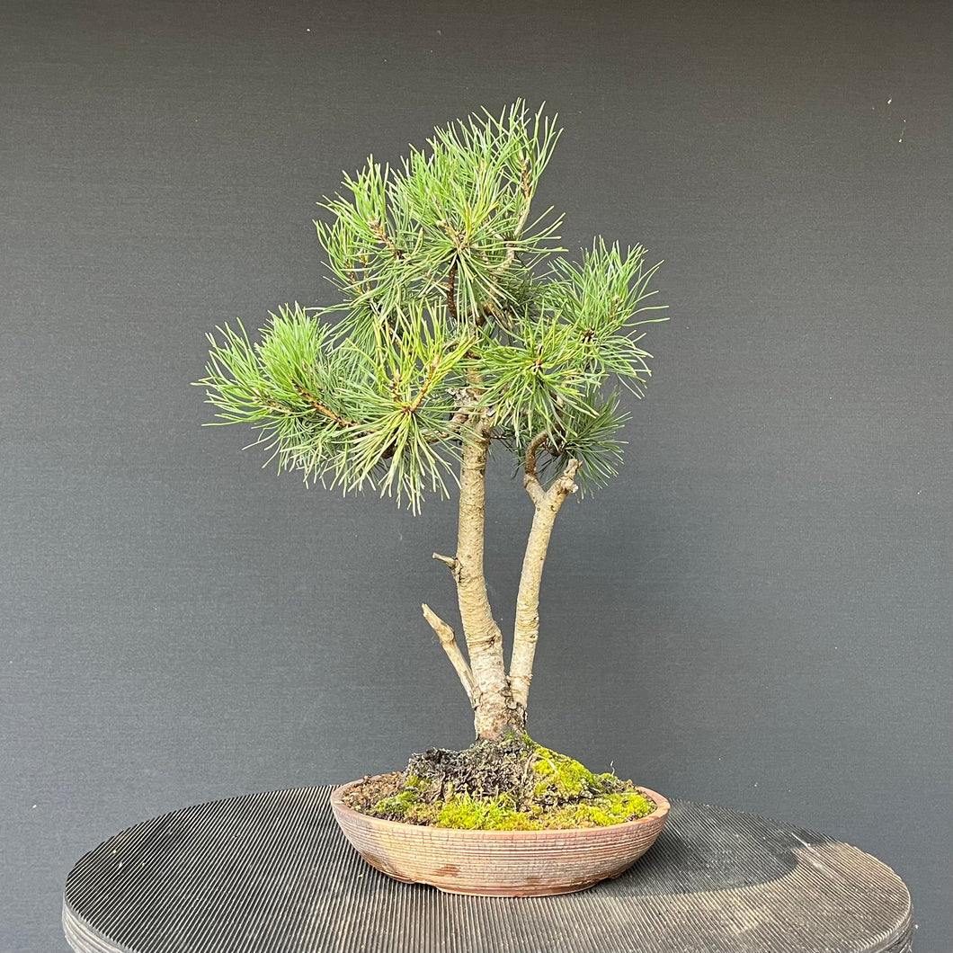 Bonsai Waldkiefer / Pinus sylvestris