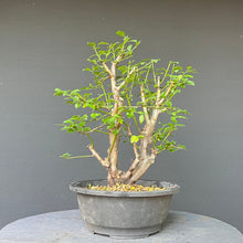 Lade das Bild in den Galerie-Viewer, Bonsai Wilde Mirabelle / Prunus cerasifera
