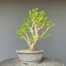 Lade das Bild in den Galerie-Viewer, Bonsai Wilde Mirabelle / Prunus cerasifera
