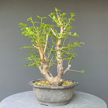 Lade das Bild in den Galerie-Viewer, Bonsai Wilde Mirabelle / Prunus cerasifera
