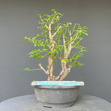 Lade das Bild in den Galerie-Viewer, Bonsai Wilde Mirabelle / Prunus cerasifera
