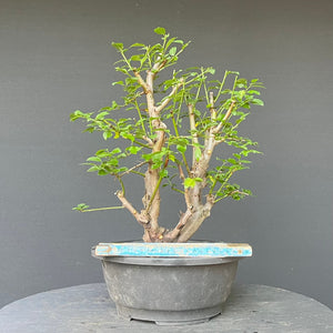 Bonsai Wilde Mirabelle / Prunus cerasifera