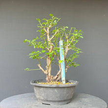 Lade das Bild in den Galerie-Viewer, Bonsai Wilde Mirabelle / Prunus cerasifera
