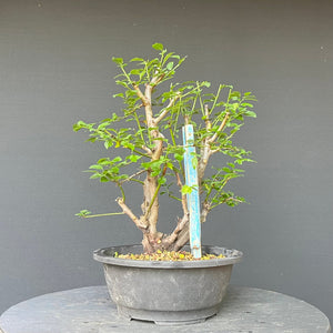 Bonsai Wilde Mirabelle / Prunus cerasifera