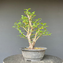 Lade das Bild in den Galerie-Viewer, Bonsai Wilde Mirabelle / Prunus cerasifera
