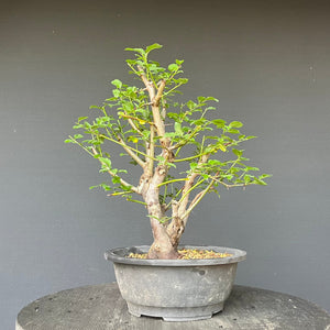 Bonsai Wilde Mirabelle / Prunus cerasifera