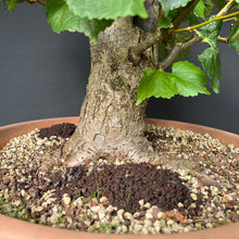 Lade das Bild in den Galerie-Viewer, Bonsai Winterlinde / Tilia cordata
