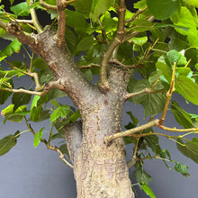 Lade das Bild in den Galerie-Viewer, Bonsai Winterlinde / Tilia cordata
