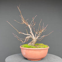 Lade das Bild in den Galerie-Viewer, Winterlinde / Tilia cordata
