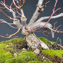 Lade das Bild in den Galerie-Viewer, Winterlinde / Tilia cordata
