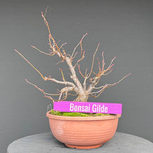 Lade das Bild in den Galerie-Viewer, Winterlinde / Tilia cordata
