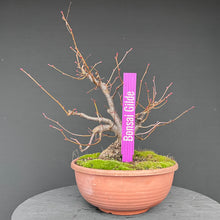 Lade das Bild in den Galerie-Viewer, Winterlinde / Tilia cordata
