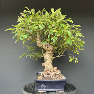 Bonsai Zierapfel / Malus sieboldii