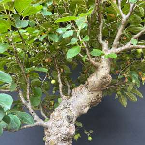 Bonsai Zierapfel / Malus sieboldii