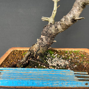 Bonsai Zirbelkiefer / Pinus cembra