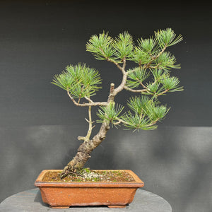 Bonsai Zirbelkiefer / Pinus cembra
