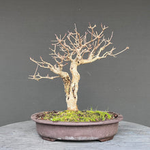 Lade das Bild in den Galerie-Viewer, Zwergflieder / Syringa meyeri
