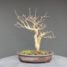 Lade das Bild in den Galerie-Viewer, Zwergflieder / Syringa meyeri
