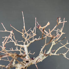 Lade das Bild in den Galerie-Viewer, Zwergflieder / Syringa meyeri
