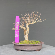 Lade das Bild in den Galerie-Viewer, Zwergflieder / Syringa meyeri
