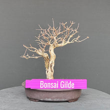 Lade das Bild in den Galerie-Viewer, Zwergflieder / Syringa meyeri
