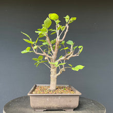 Lade das Bild in den Galerie-Viewer, Bonsai Zwetschge / Prunus domestica
