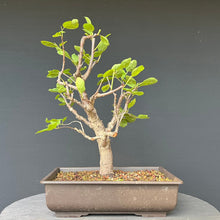 Lade das Bild in den Galerie-Viewer, Bonsai Zwetschge / Prunus domestica
