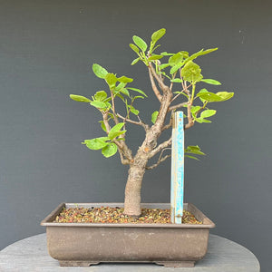 Bonsai Zwetschge / Prunus domestica