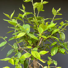 Lade das Bild in den Galerie-Viewer, Bonsai Zwetschge / Prunus domestica
