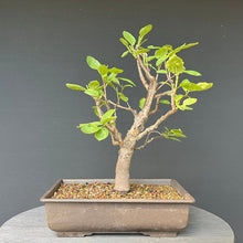 Lade das Bild in den Galerie-Viewer, Bonsai Zwetschge / Prunus domestica
