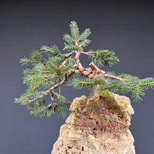 Lade das Bild in den Galerie-Viewer, Fichte auf Fels / Picea abies
