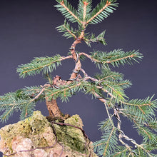 Lade das Bild in den Galerie-Viewer, Fichte auf Fels / Picea abies
